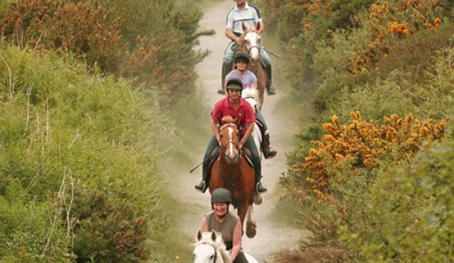 Lake Tour Stables